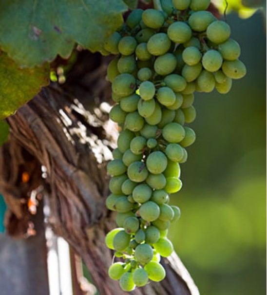 Timeless Wines Order Wine Online from the United States California