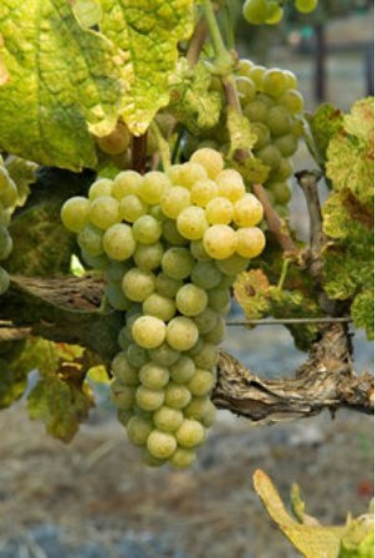 Timeless Wines Order Wine Online from the United States California