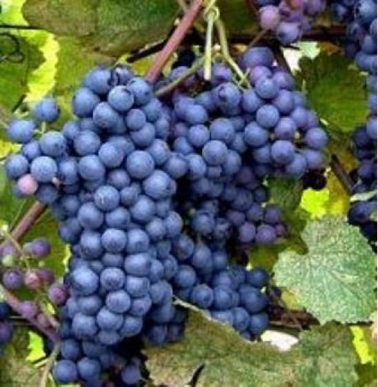 Timeless Wines Order Wine Online from the United States California