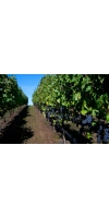 Wine from Eminent Domaine