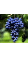 Barbera