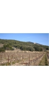Wine from Bernardins