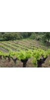 Wine from Cava