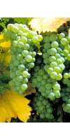 Chenin Blanc