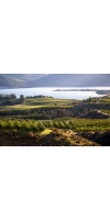 Wine from Washington (Columbia Valley)