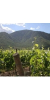 Wine from Curico Valley