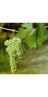 Garganega