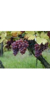 Gewurztraminer
