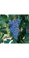 Graciano