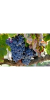 Grenache