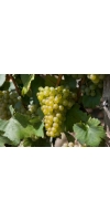 Gruner Veltliner