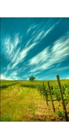 Wine from Merriman