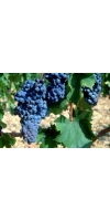 Mourvedre