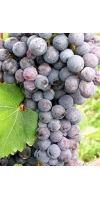 Nebbiolo