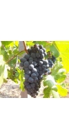 Petit Verdot