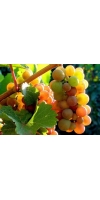 Pinot Gris/Pinot Grigio