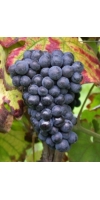 Pinot Meunier