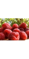 Raspberry