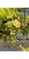 Roussanne