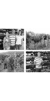Wine from Salvadori