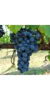 Sangiovese