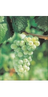 Silvaner