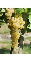 Trebbiano