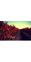 Wine from Valdepenas