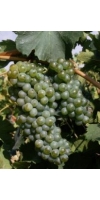 Verdejo