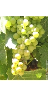 Viognier