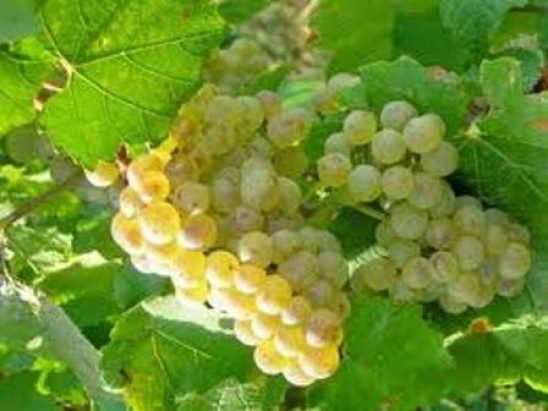 Timeless Wines - Order Wine Online from the United States - California ...