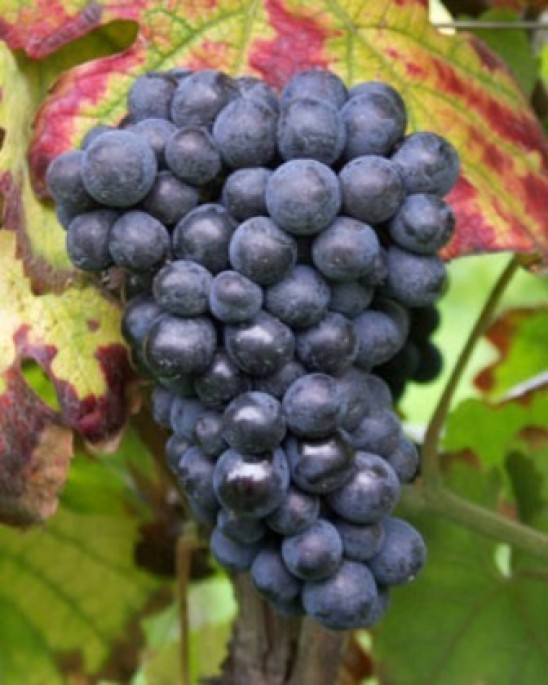 Pinot Meunier - Alchetron, The Free Social Encyclopedia
